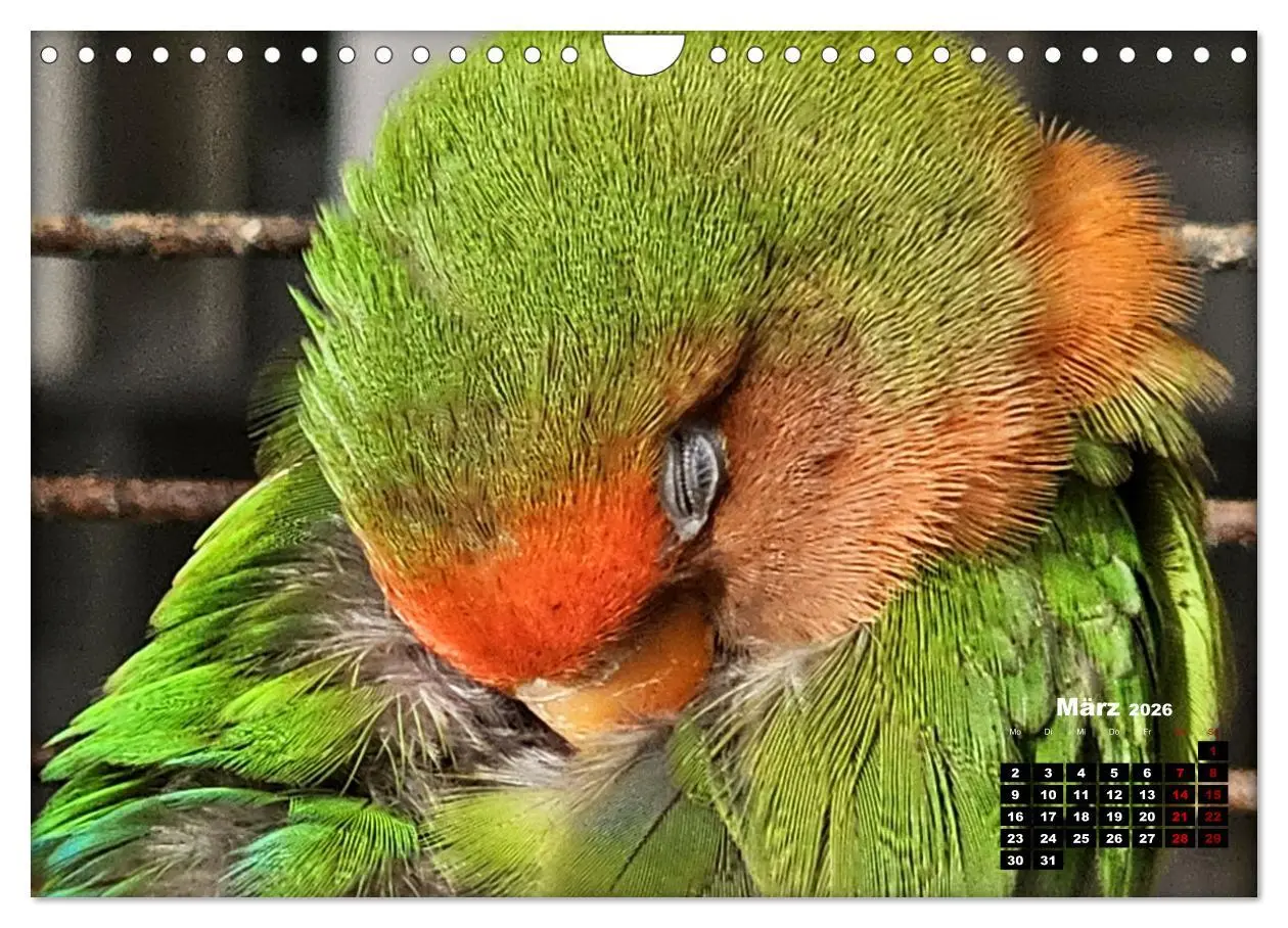 Bild: 9783457326213 | Die Unzertrennlichen (Wandkalender 2026 DIN A4 quer), CALVENDO...