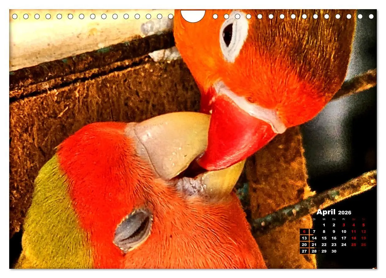 Bild: 9783457326213 | Die Unzertrennlichen (Wandkalender 2026 DIN A4 quer), CALVENDO...
