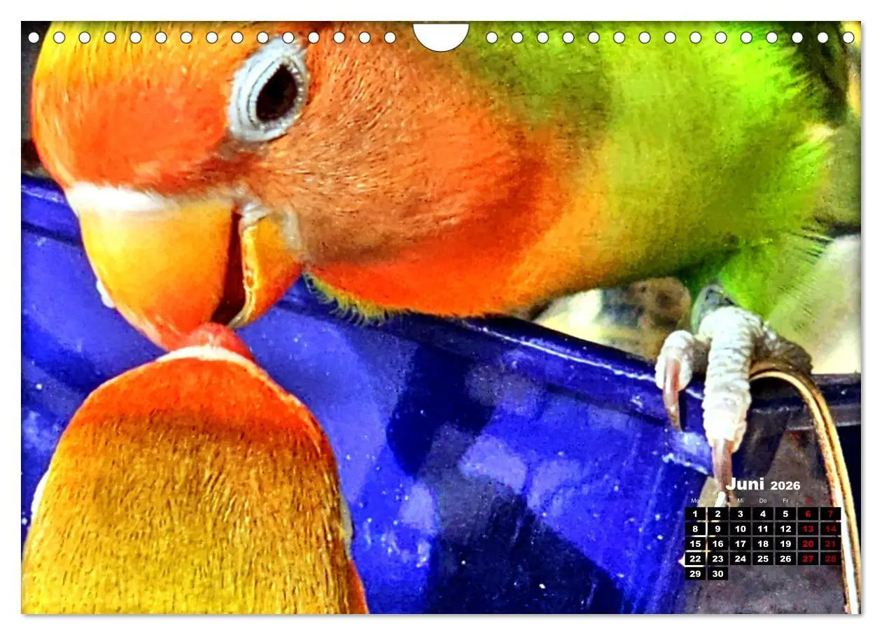 Bild: 9783457326213 | Die Unzertrennlichen (Wandkalender 2026 DIN A4 quer), CALVENDO...