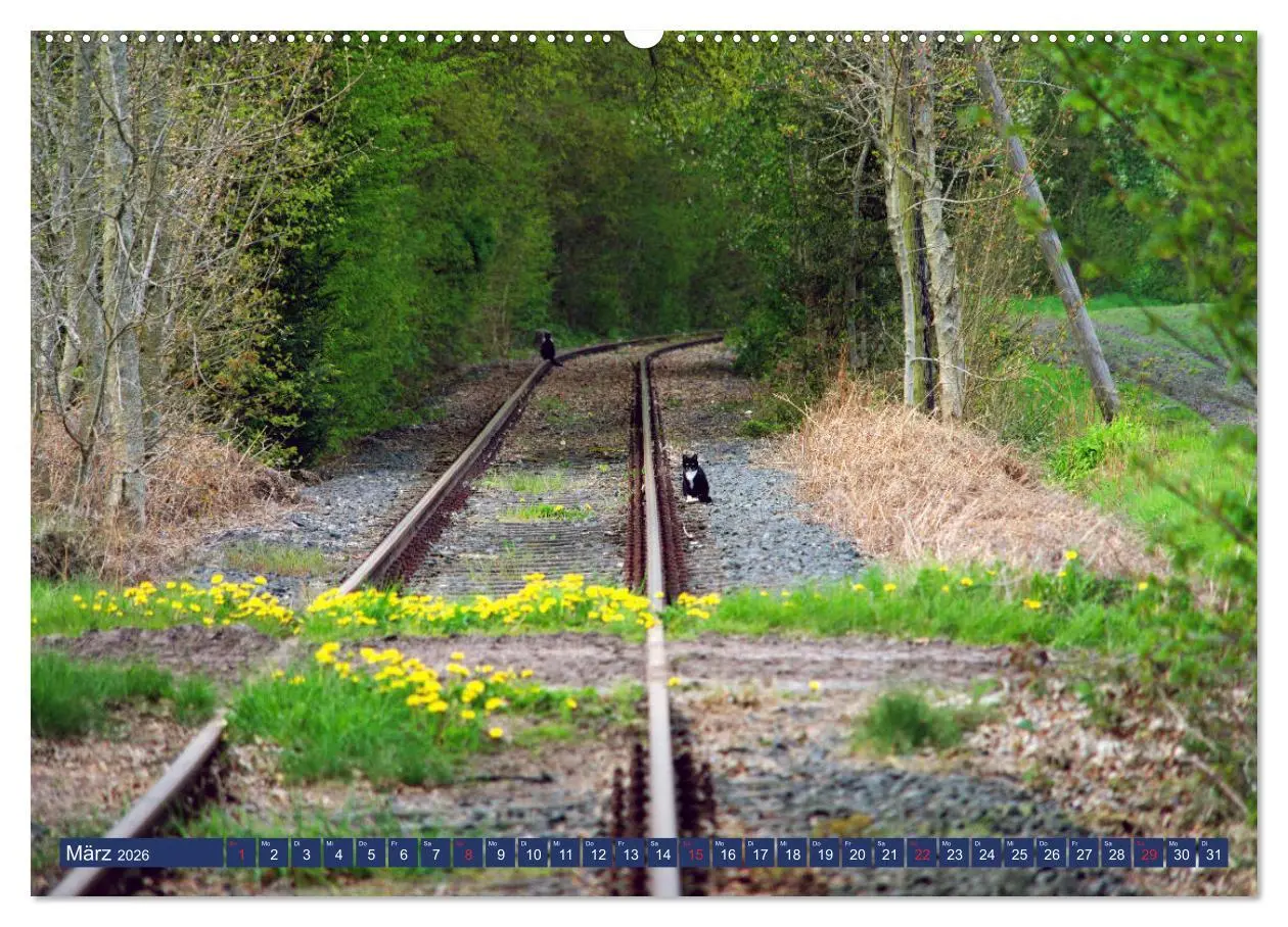Bild: 9783457926413 | Schönes Ammerland (Wandkalender 2026 DIN A2 quer), CALVENDO...