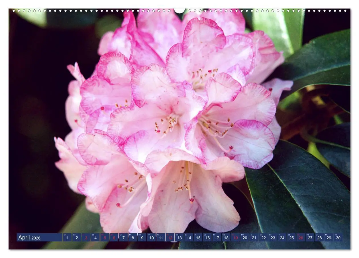 Bild: 9783457926413 | Schönes Ammerland (Wandkalender 2026 DIN A2 quer), CALVENDO...