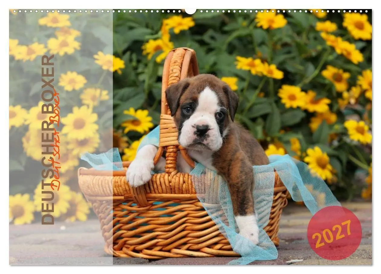 Cover: 9783594236413 | Deutscher Boxer 2027 (Wandkalender 2027 DIN A2 quer), CALVENDO...