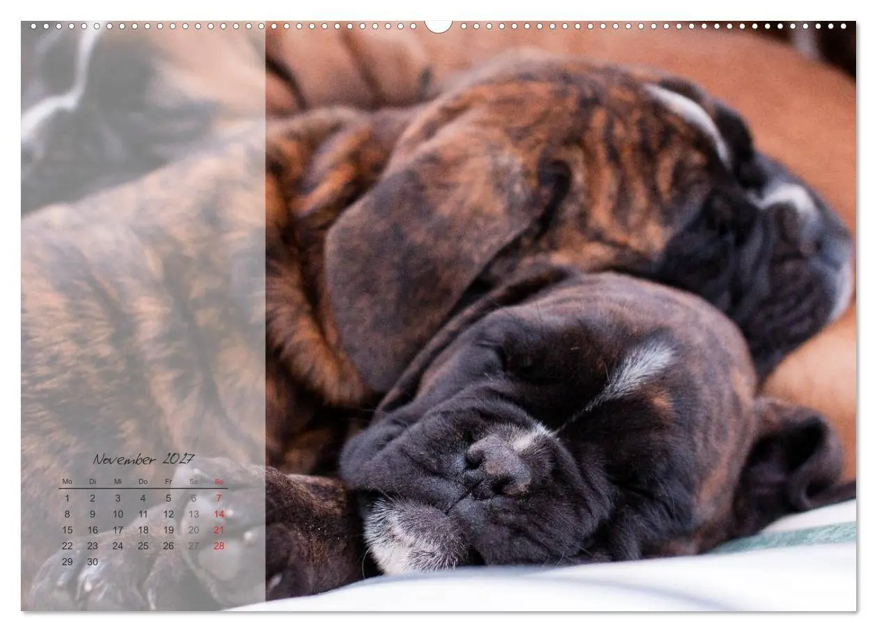 Bild: 9783594236413 | Deutscher Boxer 2027 (Wandkalender 2027 DIN A2 quer), CALVENDO...