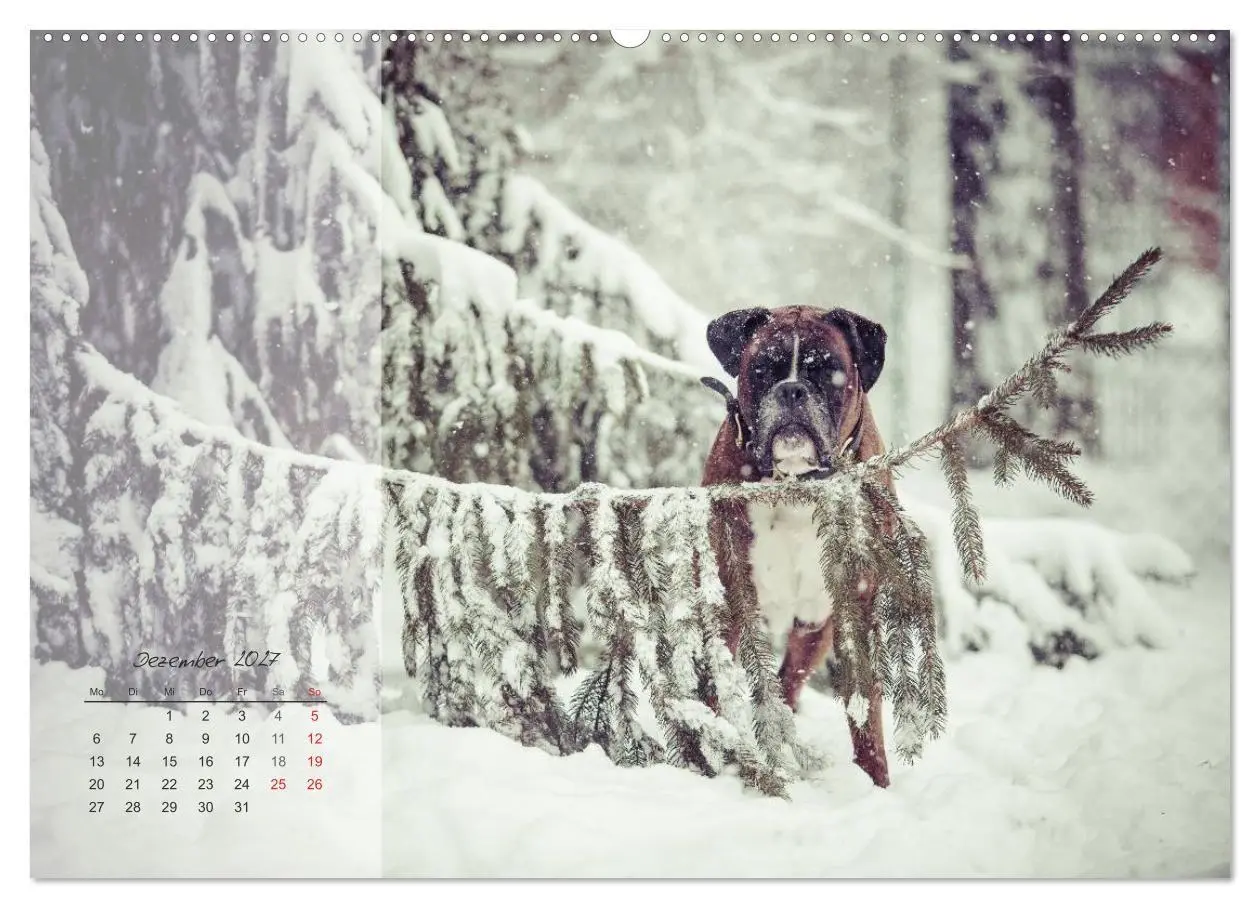 Bild: 9783594236413 | Deutscher Boxer 2027 (Wandkalender 2027 DIN A2 quer), CALVENDO...