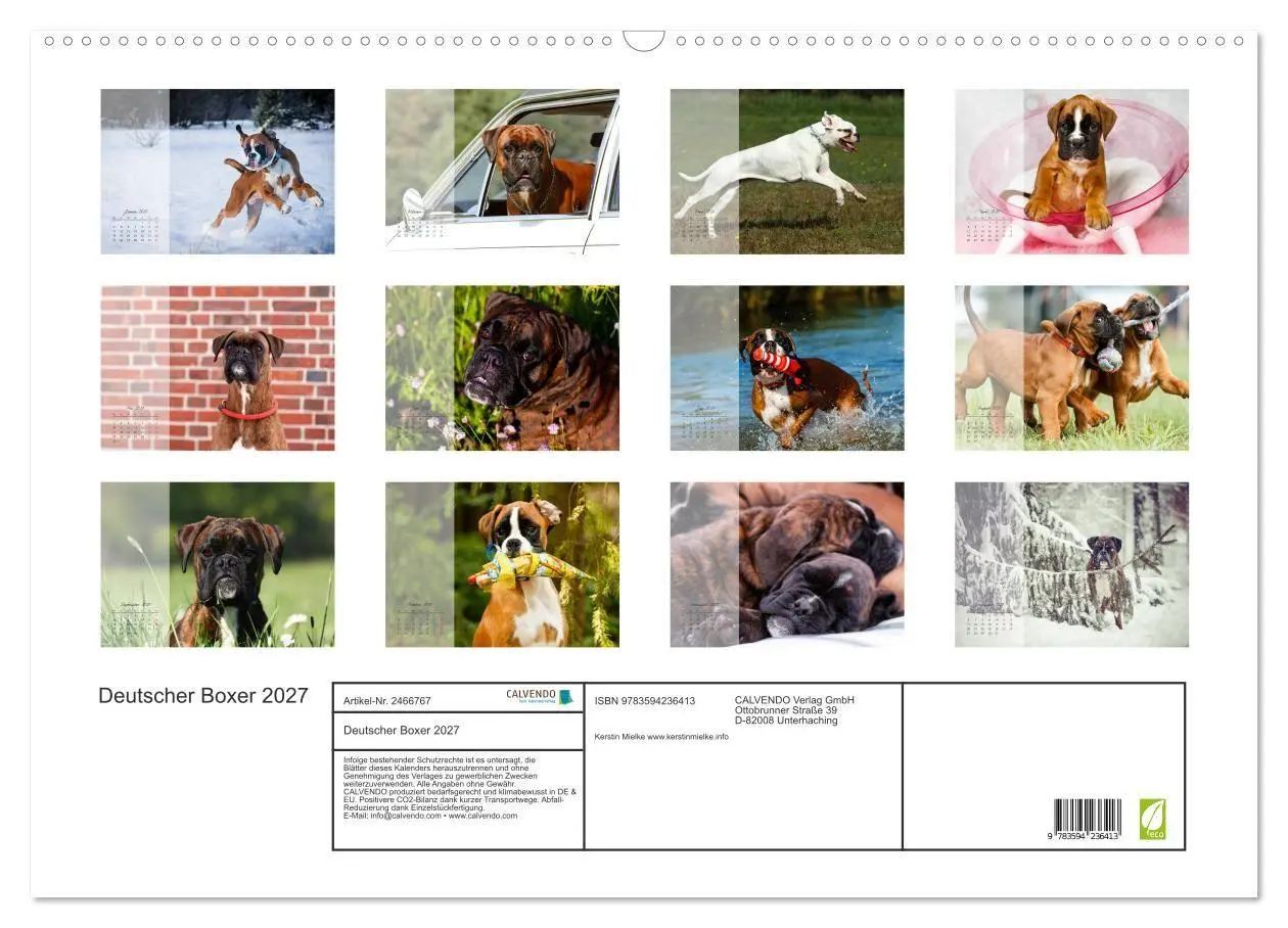 Bild: 9783594236413 | Deutscher Boxer 2027 (Wandkalender 2027 DIN A2 quer), CALVENDO...