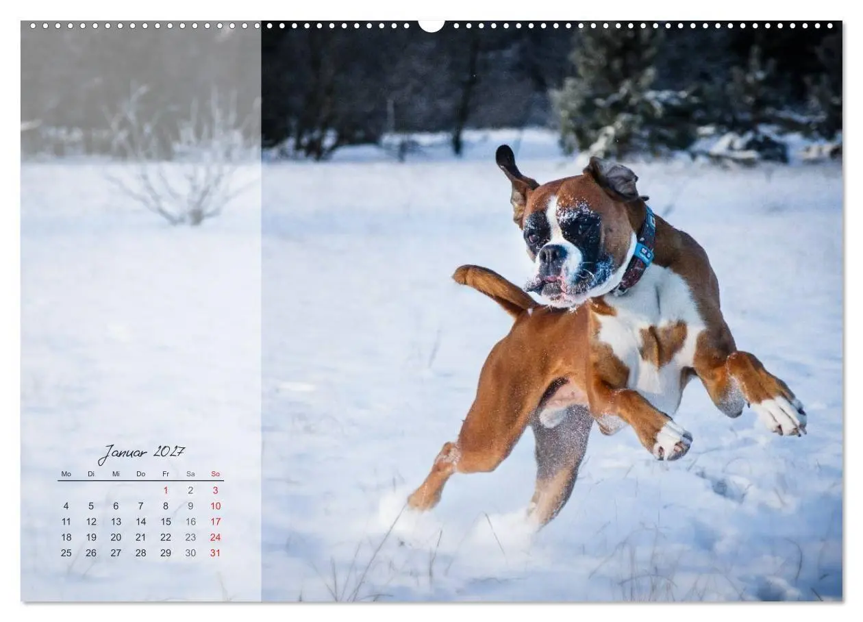 Bild: 9783594236413 | Deutscher Boxer 2027 (Wandkalender 2027 DIN A2 quer), CALVENDO...