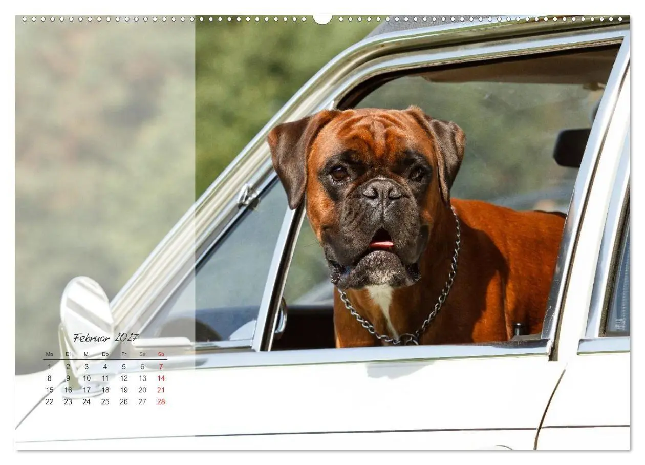 Bild: 9783594236413 | Deutscher Boxer 2027 (Wandkalender 2027 DIN A2 quer), CALVENDO...