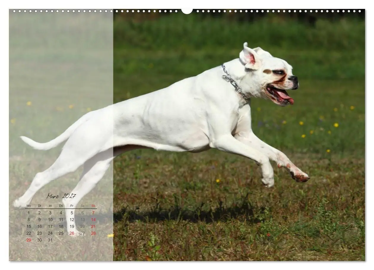 Bild: 9783594236413 | Deutscher Boxer 2027 (Wandkalender 2027 DIN A2 quer), CALVENDO...