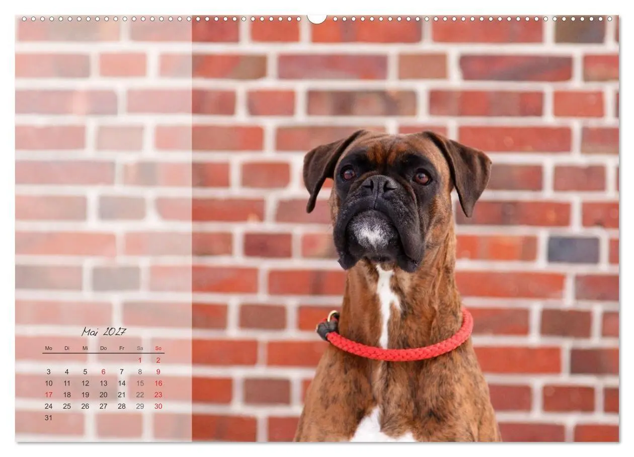 Bild: 9783594236413 | Deutscher Boxer 2027 (Wandkalender 2027 DIN A2 quer), CALVENDO...