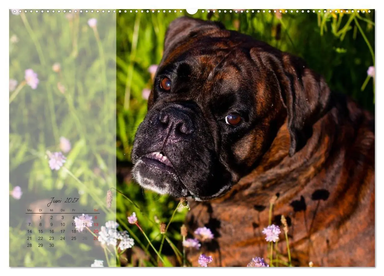 Bild: 9783594236413 | Deutscher Boxer 2027 (Wandkalender 2027 DIN A2 quer), CALVENDO...