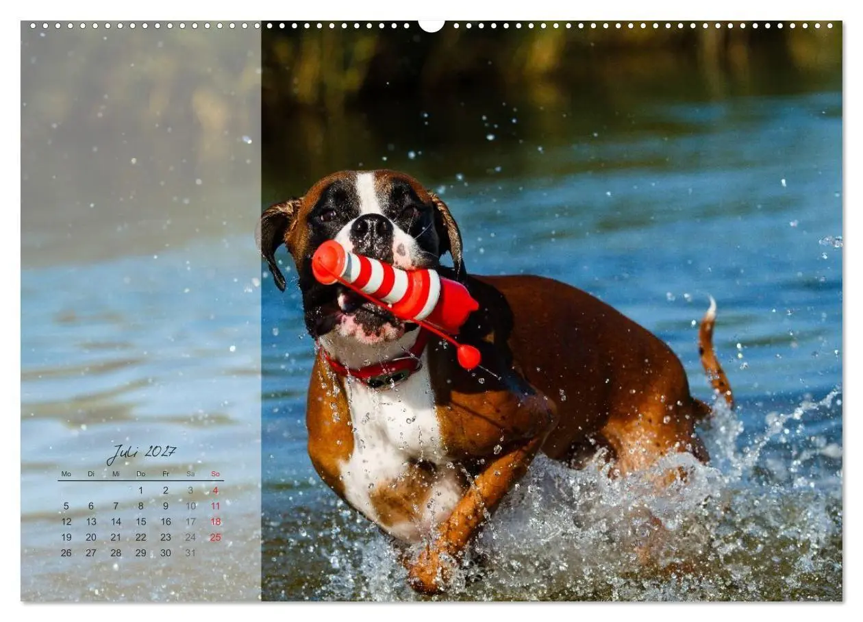 Bild: 9783594236413 | Deutscher Boxer 2027 (Wandkalender 2027 DIN A2 quer), CALVENDO...