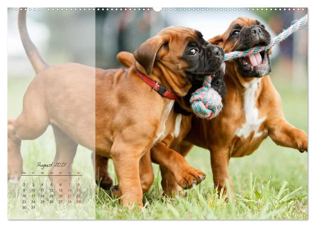 Bild: 9783594236413 | Deutscher Boxer 2027 (Wandkalender 2027 DIN A2 quer), CALVENDO...