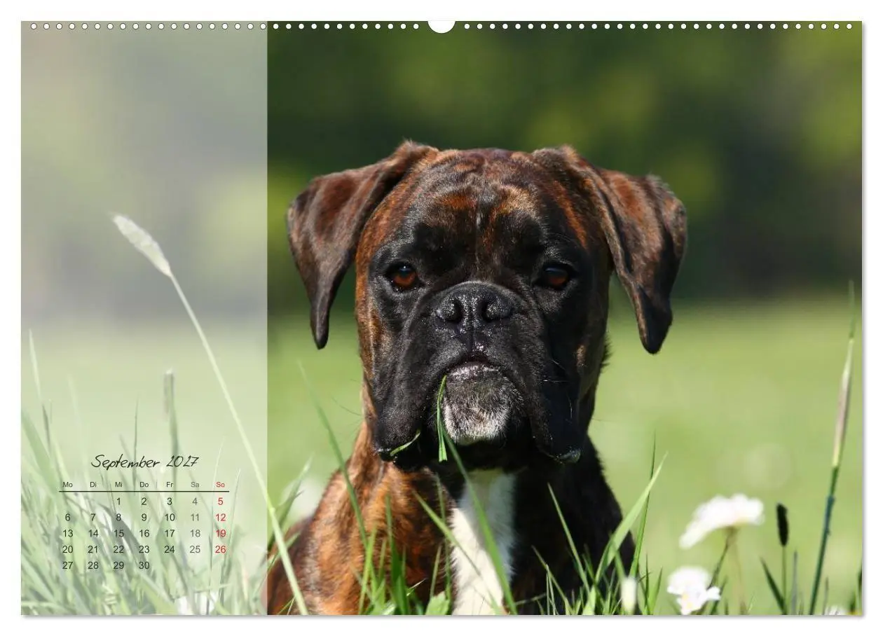 Bild: 9783594236413 | Deutscher Boxer 2027 (Wandkalender 2027 DIN A2 quer), CALVENDO...