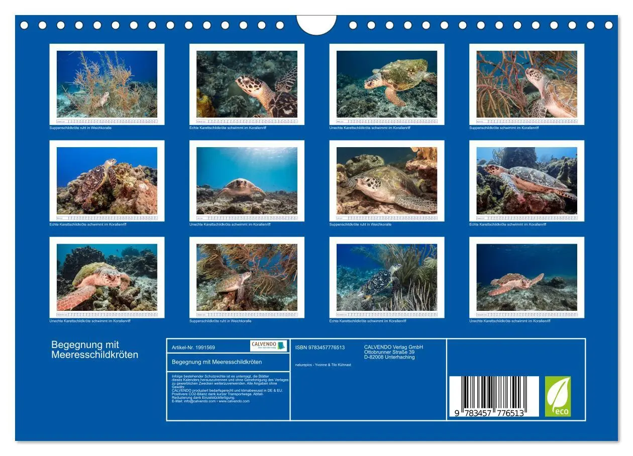 Bild: 9783457776513 | Begegnung mit Meeresschildkröten (Wandkalender 2026 DIN A4 quer),...
