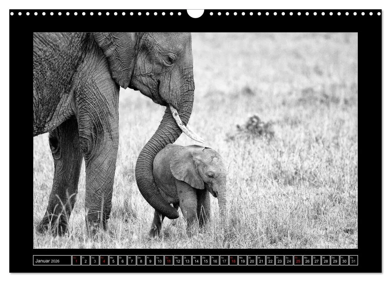 Bild: 9783516166613 | Afrika Schwarz - Weiss (Wandkalender 2026 DIN A3 quer), CALVENDO...