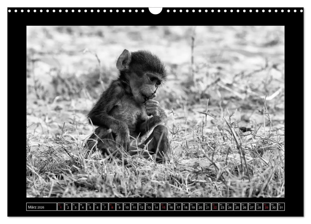 Bild: 9783516166613 | Afrika Schwarz - Weiss (Wandkalender 2026 DIN A3 quer), CALVENDO...