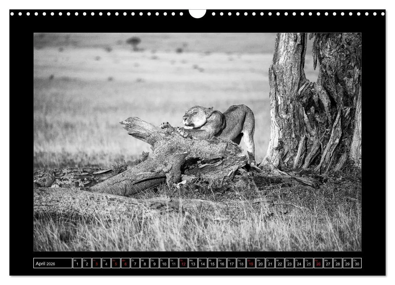 Bild: 9783516166613 | Afrika Schwarz - Weiss (Wandkalender 2026 DIN A3 quer), CALVENDO...