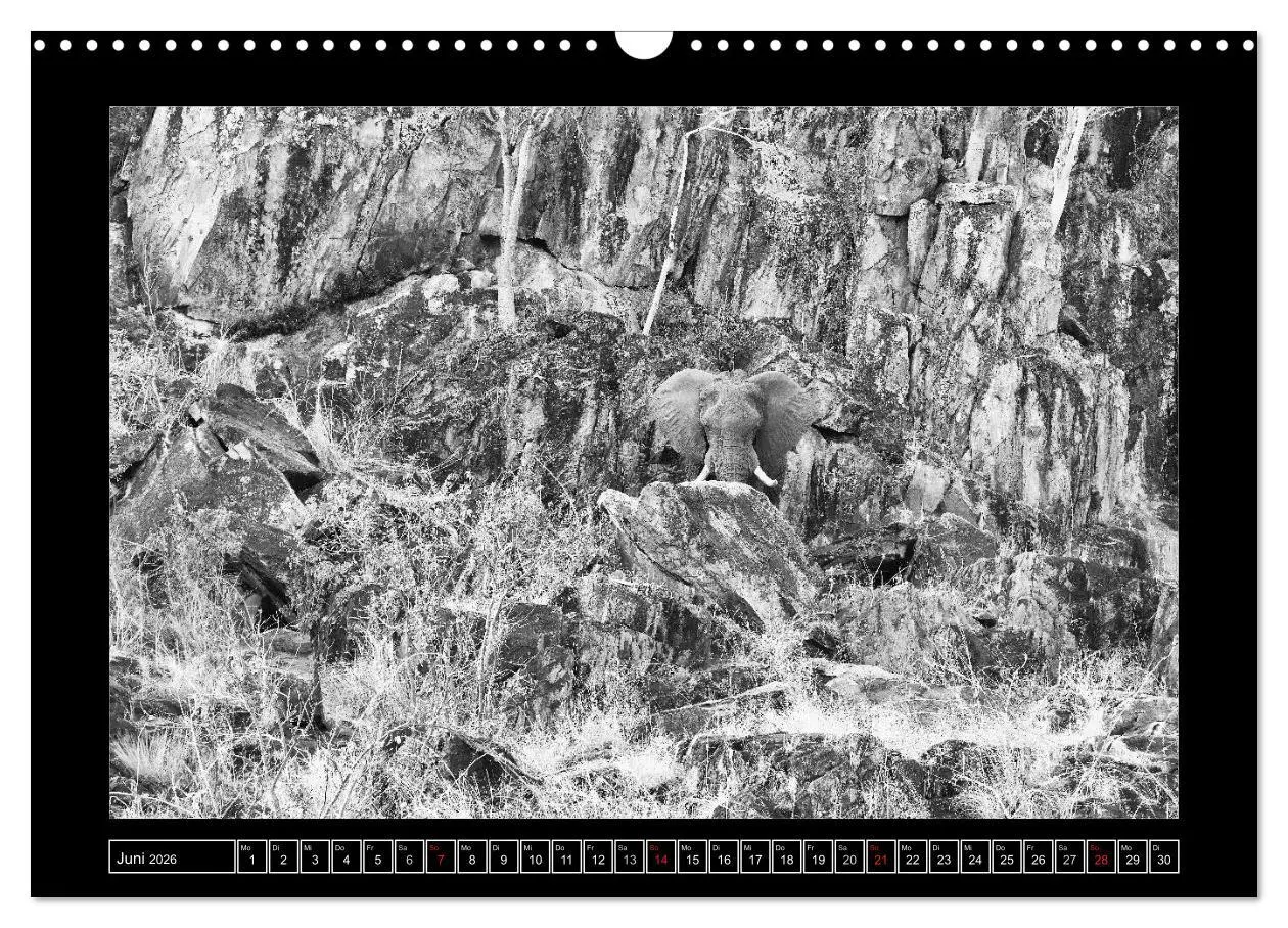 Bild: 9783516166613 | Afrika Schwarz - Weiss (Wandkalender 2026 DIN A3 quer), CALVENDO...