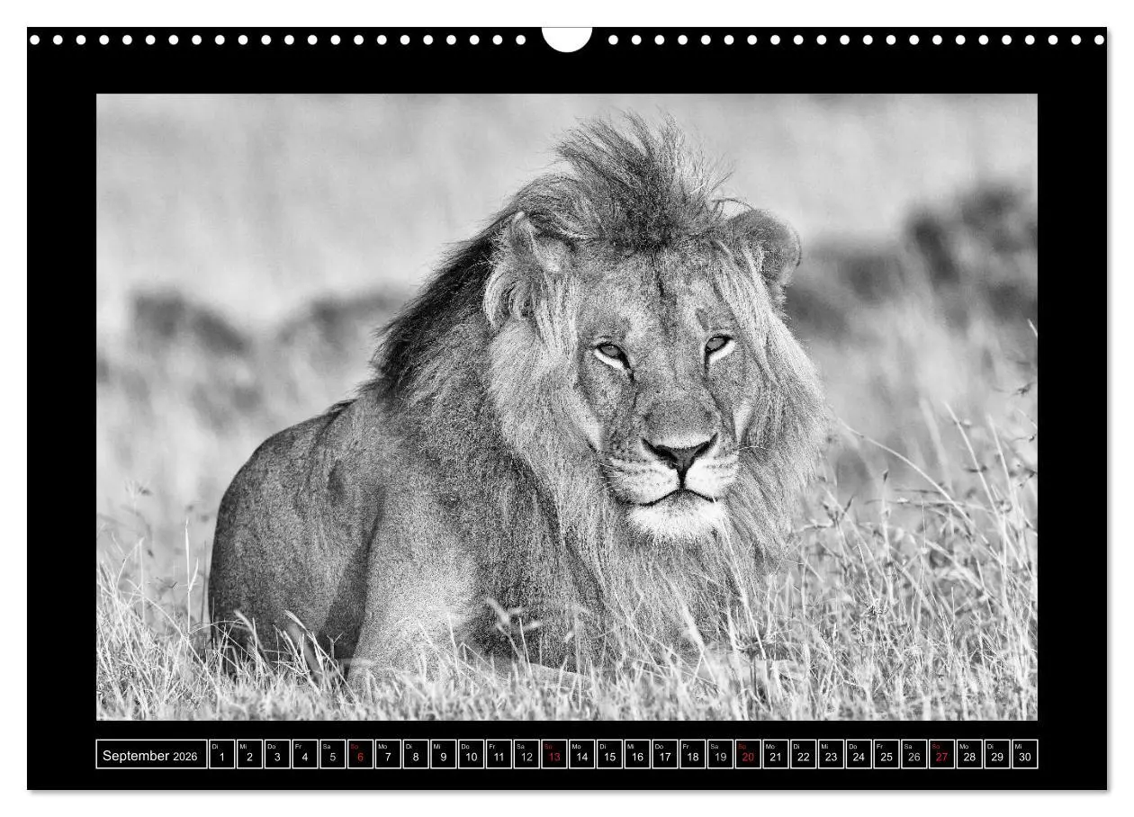Bild: 9783516166613 | Afrika Schwarz - Weiss (Wandkalender 2026 DIN A3 quer), CALVENDO...
