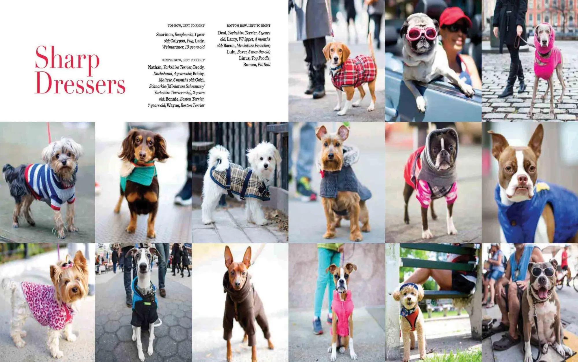 Bild: 9781579656713 | The Dogist | Photographic Encounters with 1,000 Dogs | Friedman | Buch