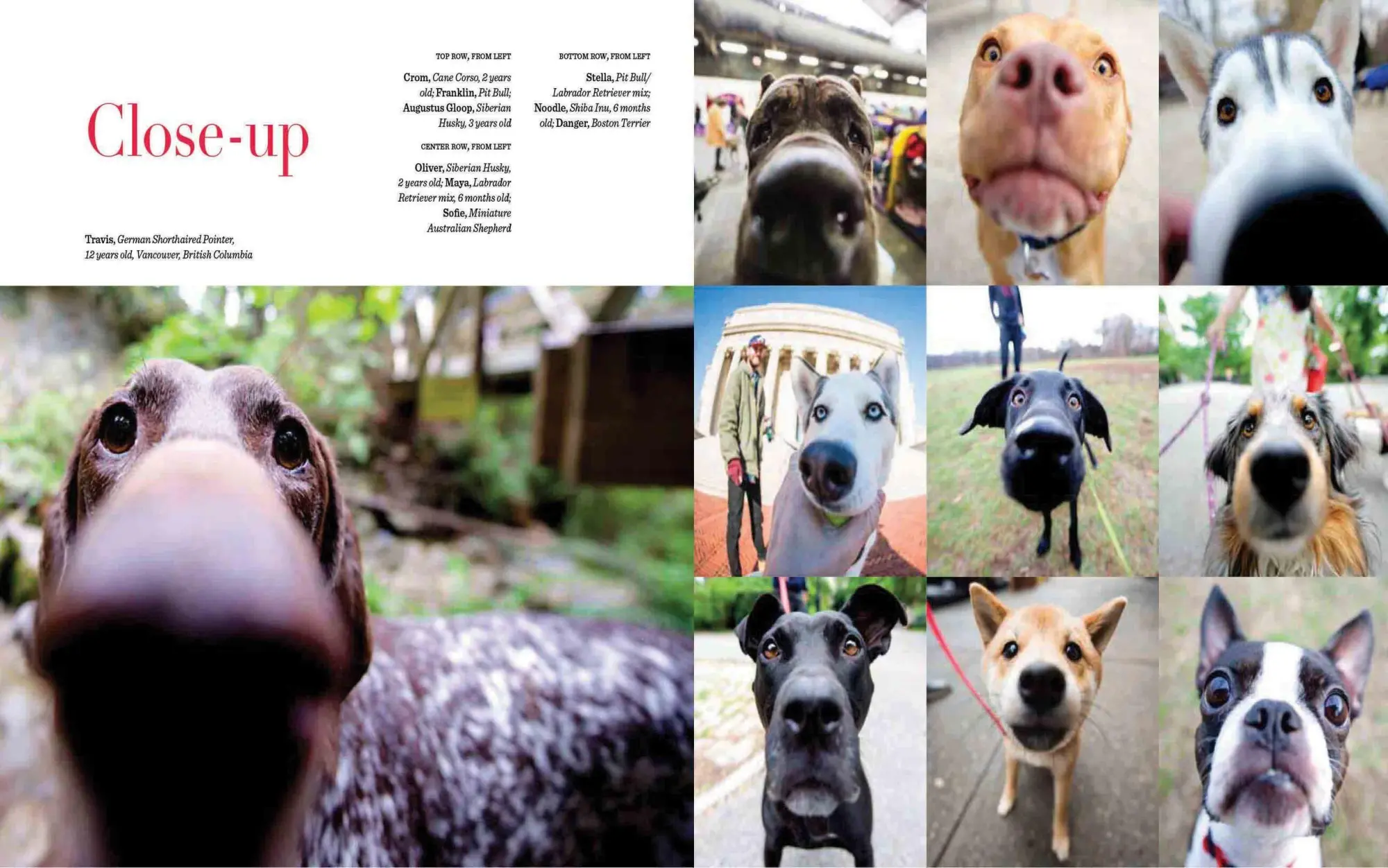 Bild: 9781579656713 | The Dogist | Photographic Encounters with 1,000 Dogs | Friedman | Buch