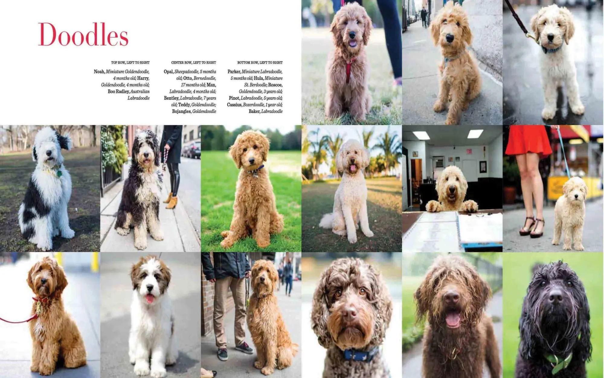 Bild: 9781579656713 | The Dogist | Photographic Encounters with 1,000 Dogs | Friedman | Buch