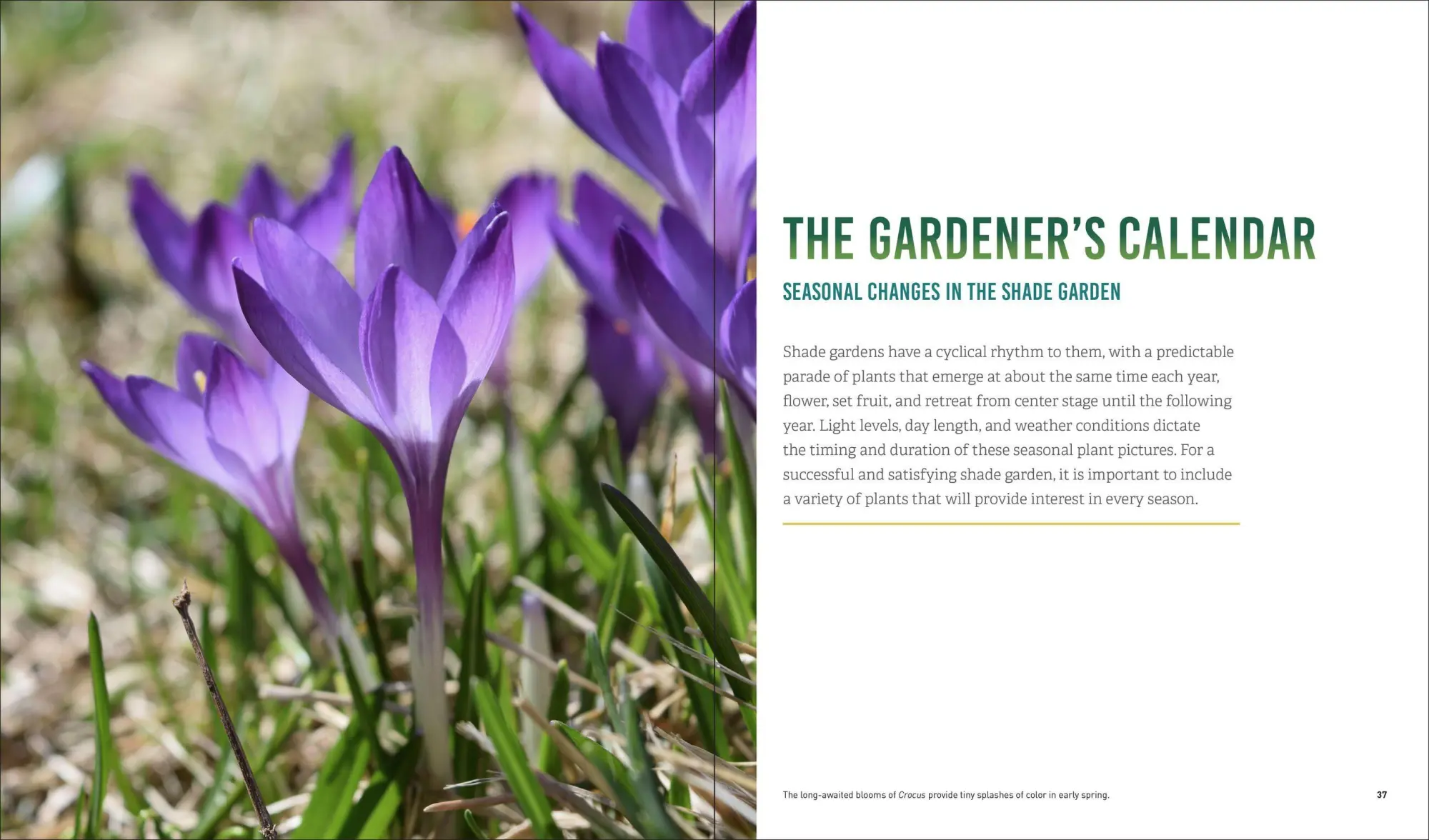 Bild: 9781604696813 | Glorious Shade | Jenny Rose Carey | Taschenbuch | Englisch | 2017