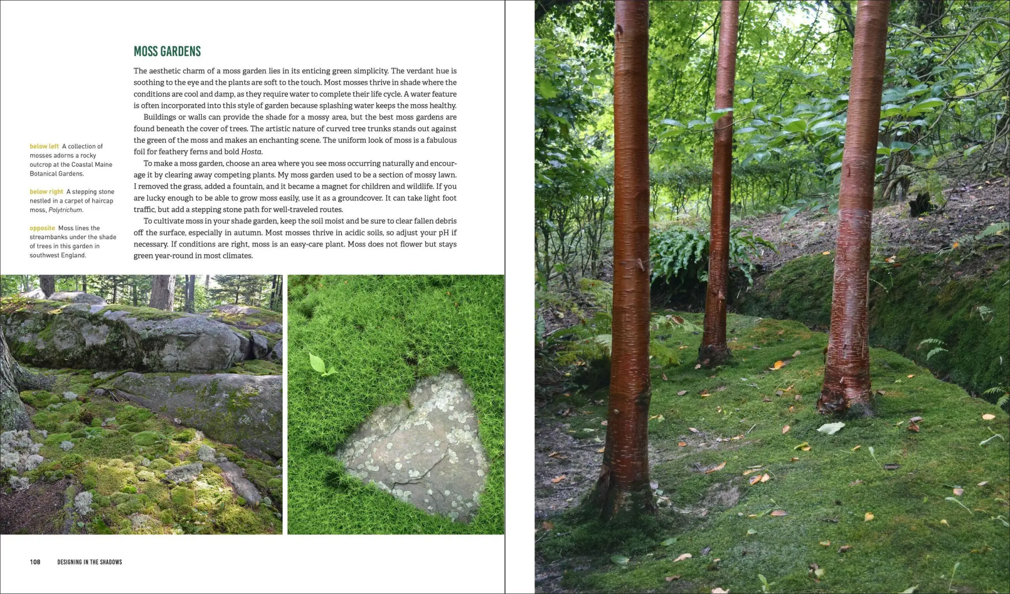 Bild: 9781604696813 | Glorious Shade | Jenny Rose Carey | Taschenbuch | Englisch | 2017