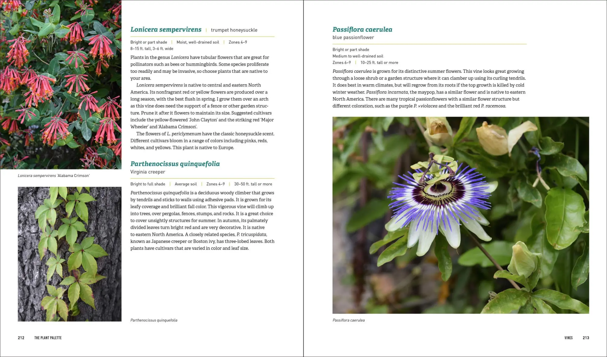 Bild: 9781604696813 | Glorious Shade | Jenny Rose Carey | Taschenbuch | Englisch | 2017