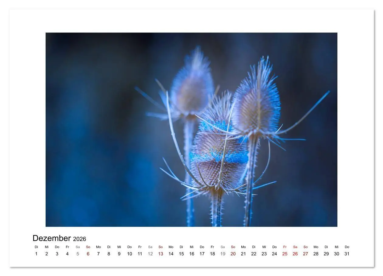 Bild: 9783457816813 | Blauer Blütentraum (Wandkalender 2026 DIN A2 quer), CALVENDO...