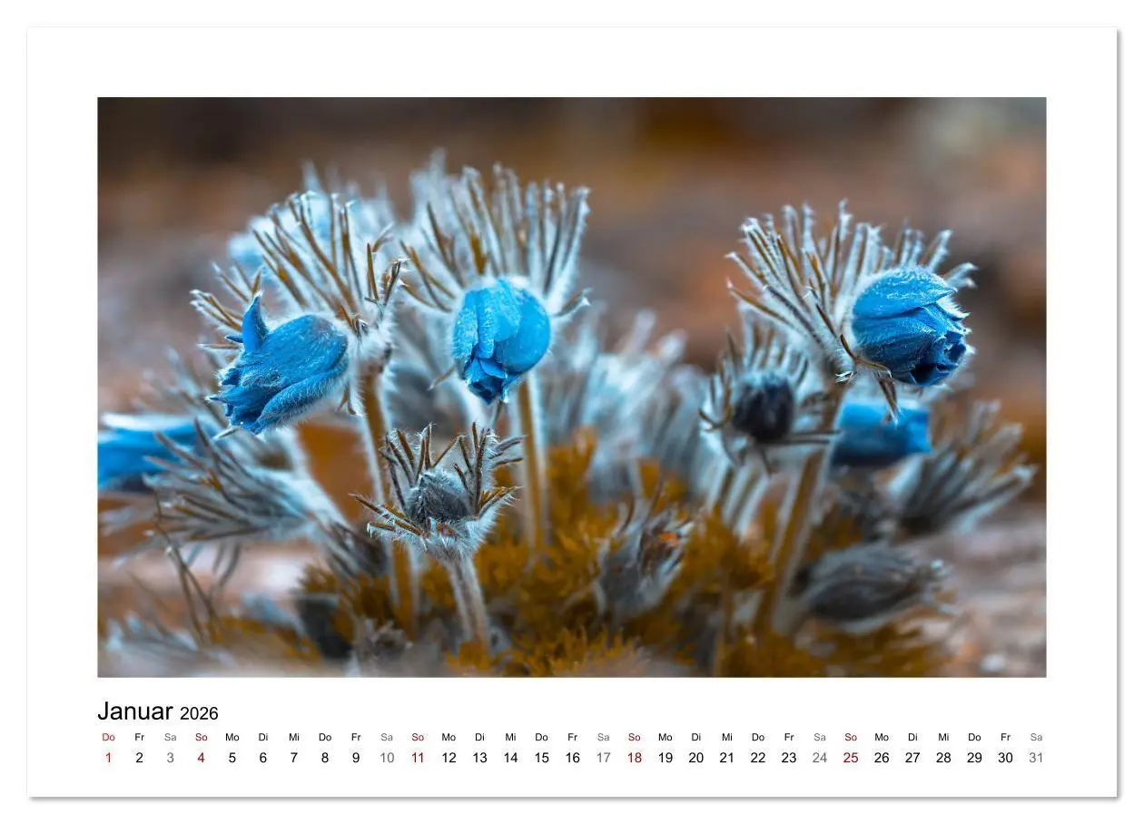Bild: 9783457816813 | Blauer Blütentraum (Wandkalender 2026 DIN A2 quer), CALVENDO...