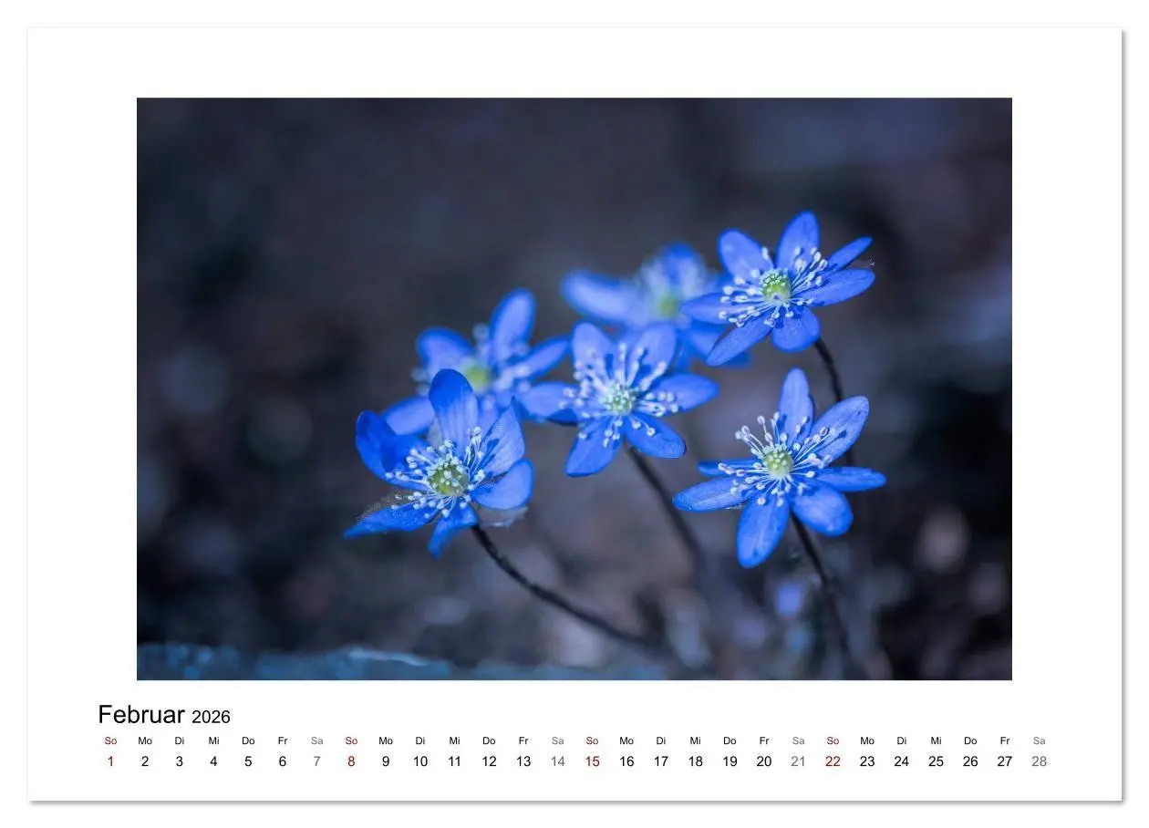 Bild: 9783457816813 | Blauer Blütentraum (Wandkalender 2026 DIN A2 quer), CALVENDO...