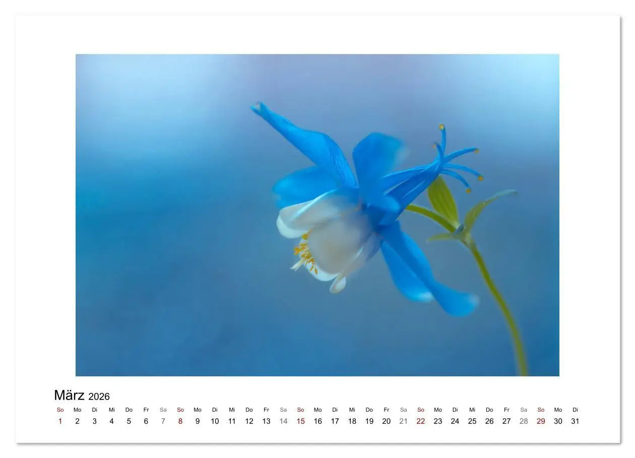 Bild: 9783457816813 | Blauer Blütentraum (Wandkalender 2026 DIN A2 quer), CALVENDO...