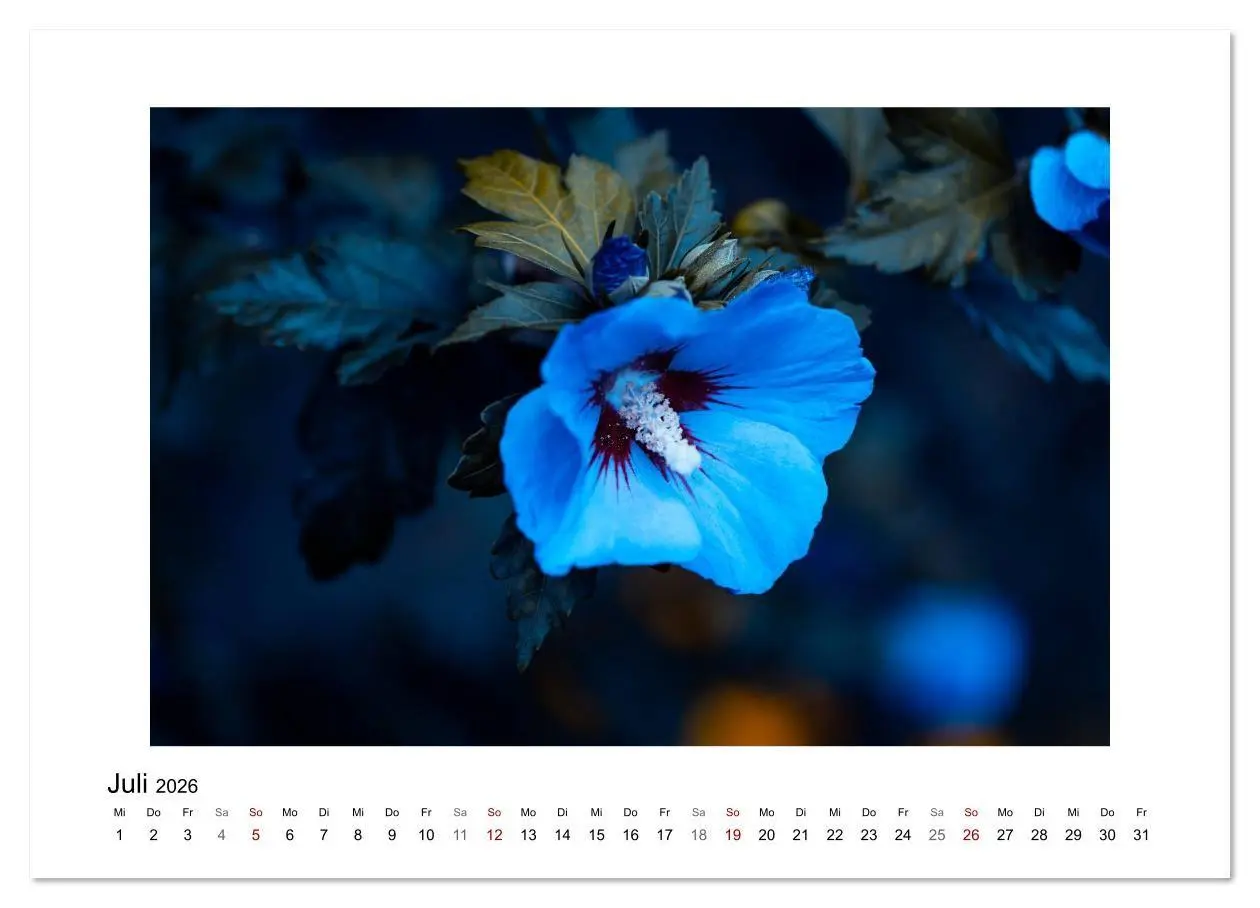 Bild: 9783457816813 | Blauer Blütentraum (Wandkalender 2026 DIN A2 quer), CALVENDO...