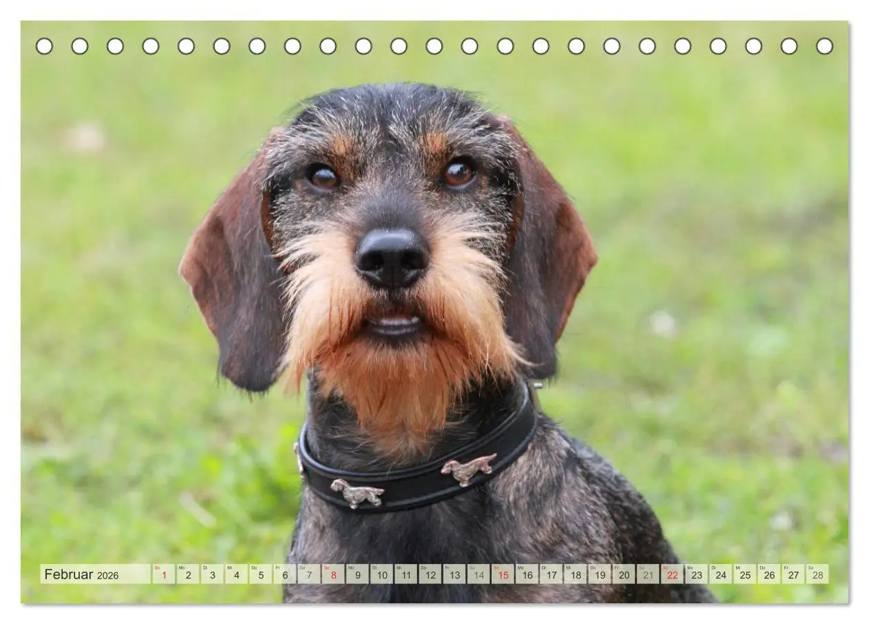 Bild: 9783516146813 | Liebenswerte Rabauken Rauhaardackel / CH-Version (Tischkalender...