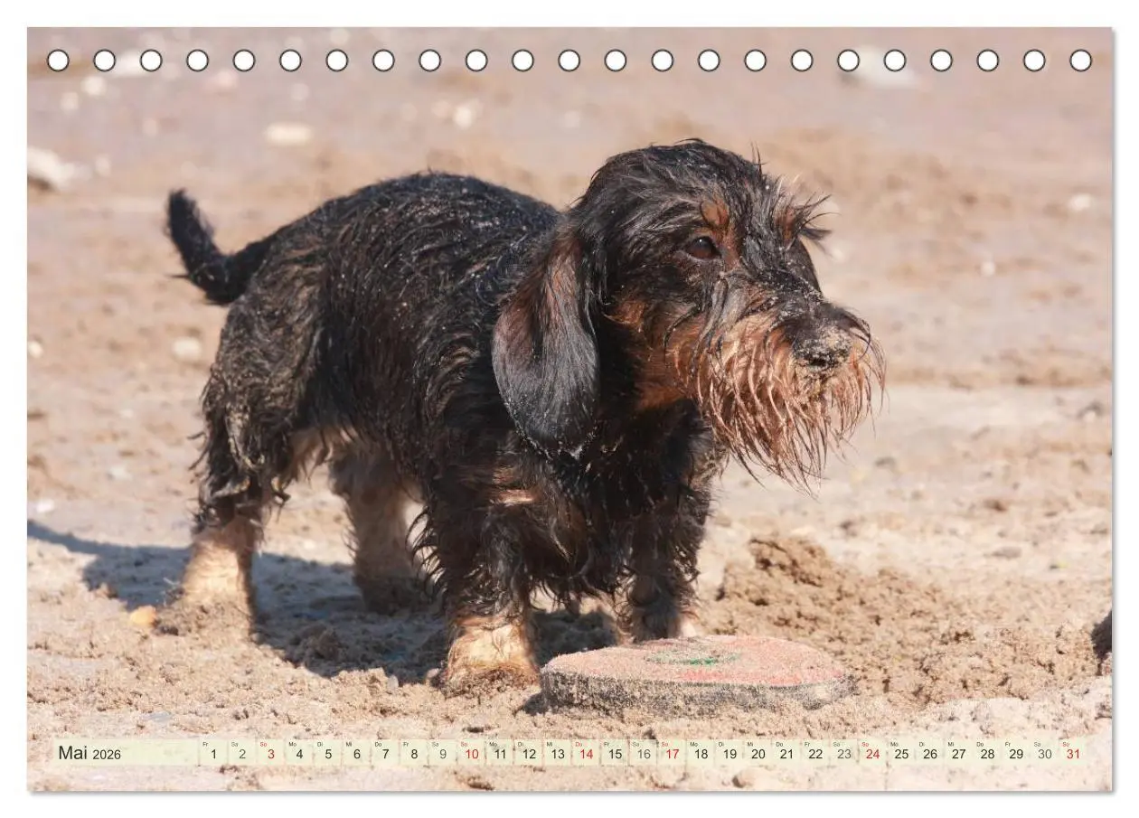 Bild: 9783516146813 | Liebenswerte Rabauken Rauhaardackel / CH-Version (Tischkalender...