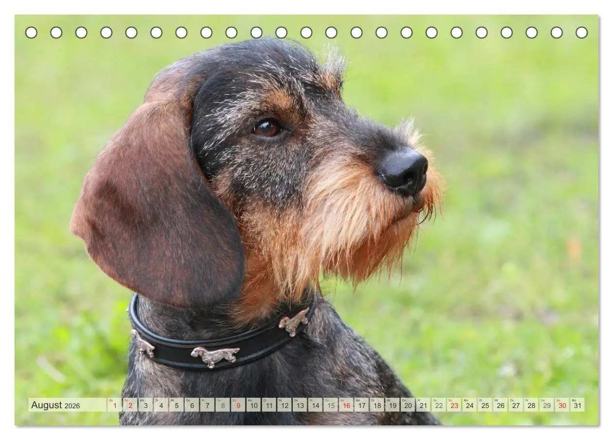 Bild: 9783516146813 | Liebenswerte Rabauken Rauhaardackel / CH-Version (Tischkalender...