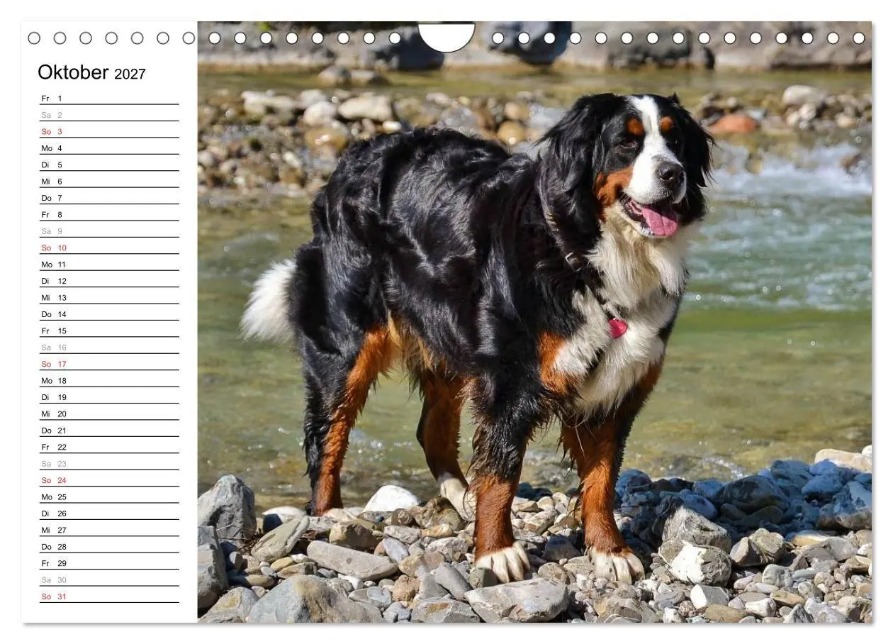 Bild: 9783569967113 | Augenblicke mit dem Berner Sennenhund (Wandkalender 2027 DIN A4...