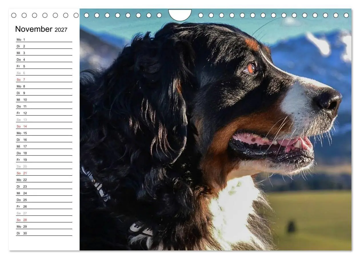 Bild: 9783569967113 | Augenblicke mit dem Berner Sennenhund (Wandkalender 2027 DIN A4...