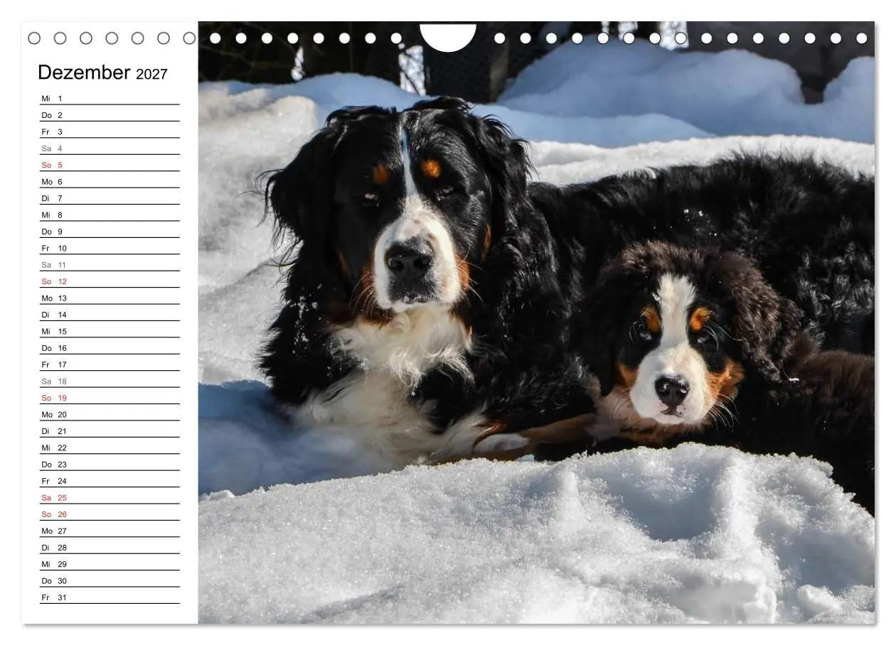 Bild: 9783569967113 | Augenblicke mit dem Berner Sennenhund (Wandkalender 2027 DIN A4...