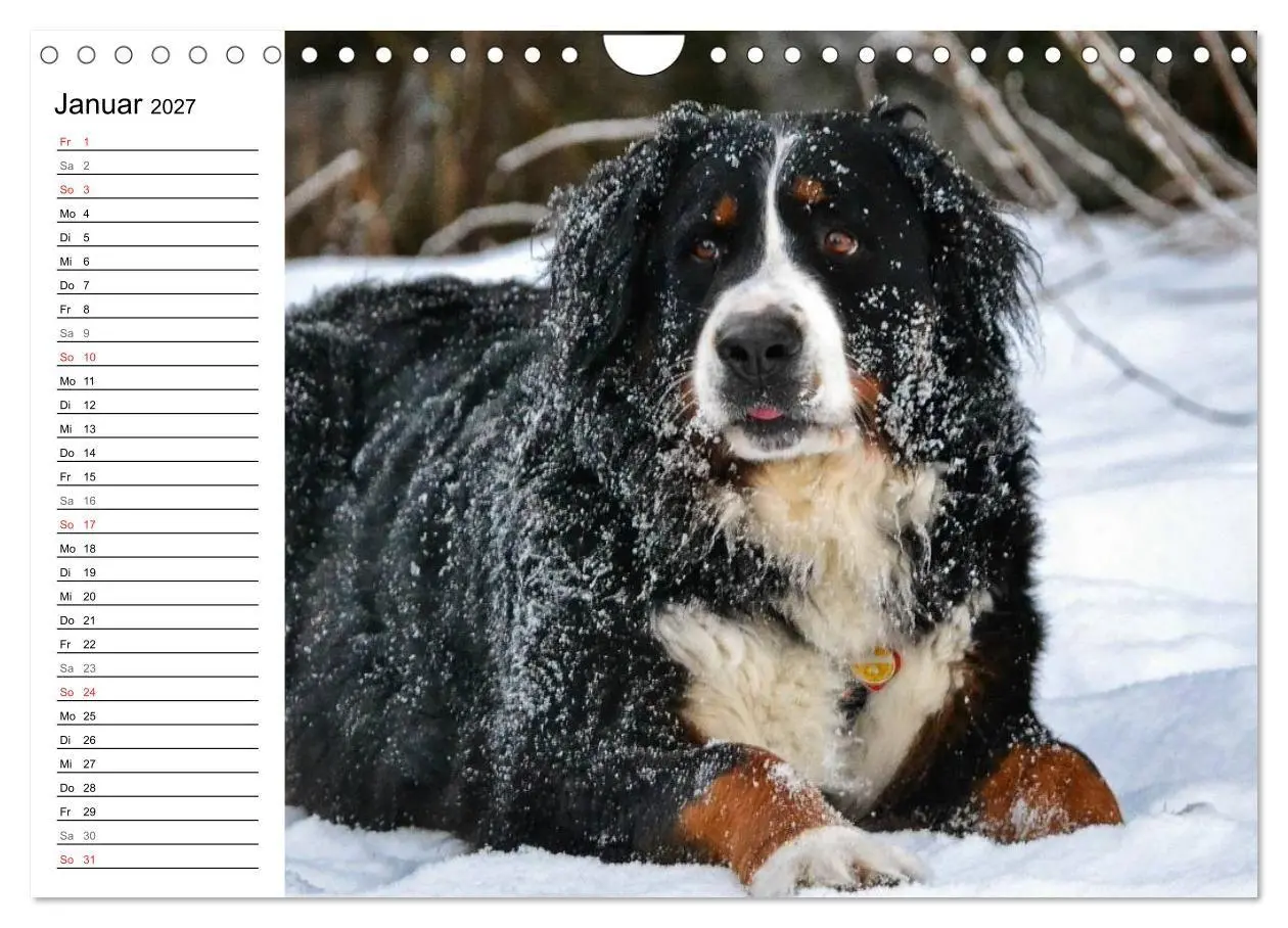 Bild: 9783569967113 | Augenblicke mit dem Berner Sennenhund (Wandkalender 2027 DIN A4...