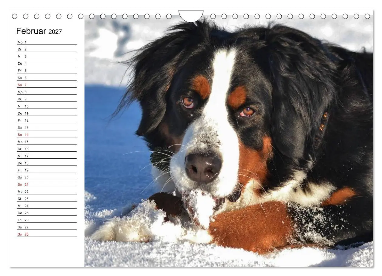 Bild: 9783569967113 | Augenblicke mit dem Berner Sennenhund (Wandkalender 2027 DIN A4...