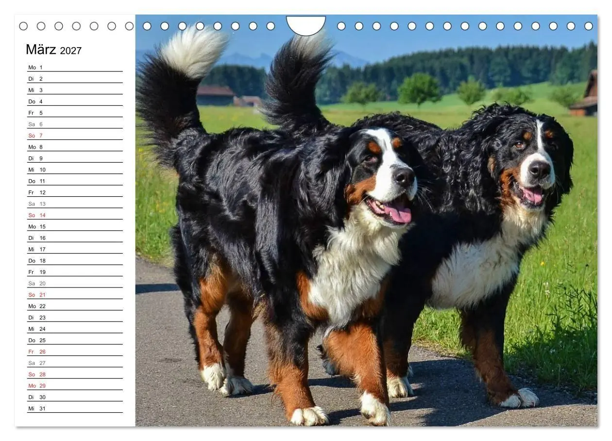 Bild: 9783569967113 | Augenblicke mit dem Berner Sennenhund (Wandkalender 2027 DIN A4...