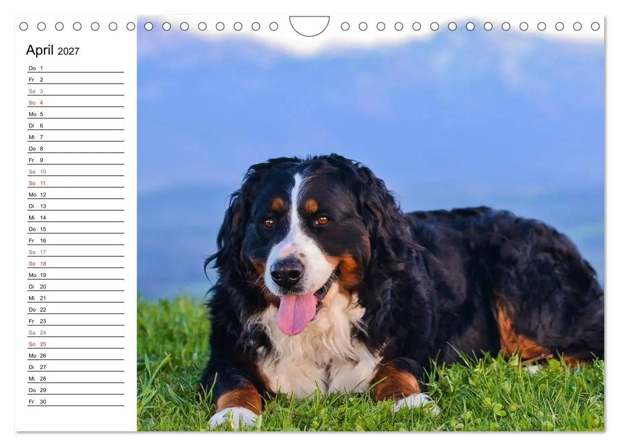 Bild: 9783569967113 | Augenblicke mit dem Berner Sennenhund (Wandkalender 2027 DIN A4...