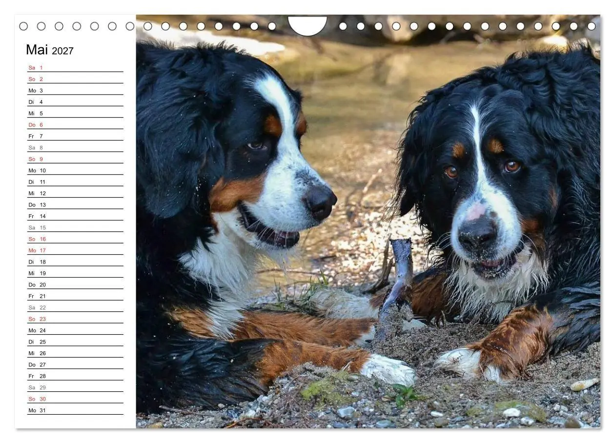 Bild: 9783569967113 | Augenblicke mit dem Berner Sennenhund (Wandkalender 2027 DIN A4...