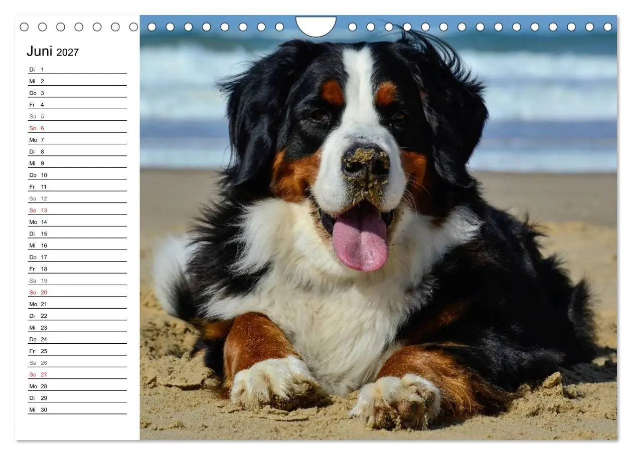 Bild: 9783569967113 | Augenblicke mit dem Berner Sennenhund (Wandkalender 2027 DIN A4...