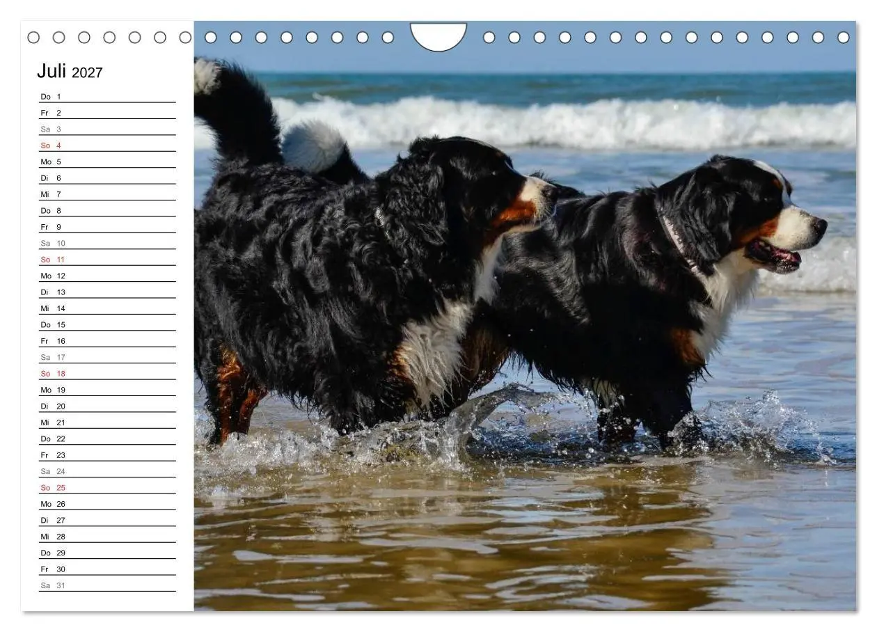Bild: 9783569967113 | Augenblicke mit dem Berner Sennenhund (Wandkalender 2027 DIN A4...