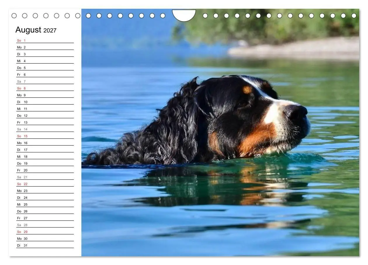 Bild: 9783569967113 | Augenblicke mit dem Berner Sennenhund (Wandkalender 2027 DIN A4...