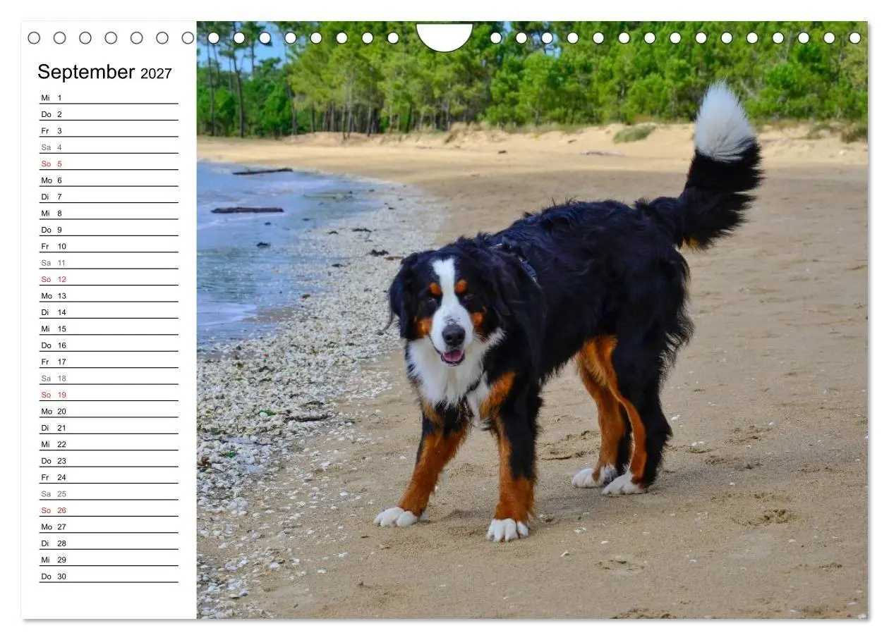 Bild: 9783569967113 | Augenblicke mit dem Berner Sennenhund (Wandkalender 2027 DIN A4...