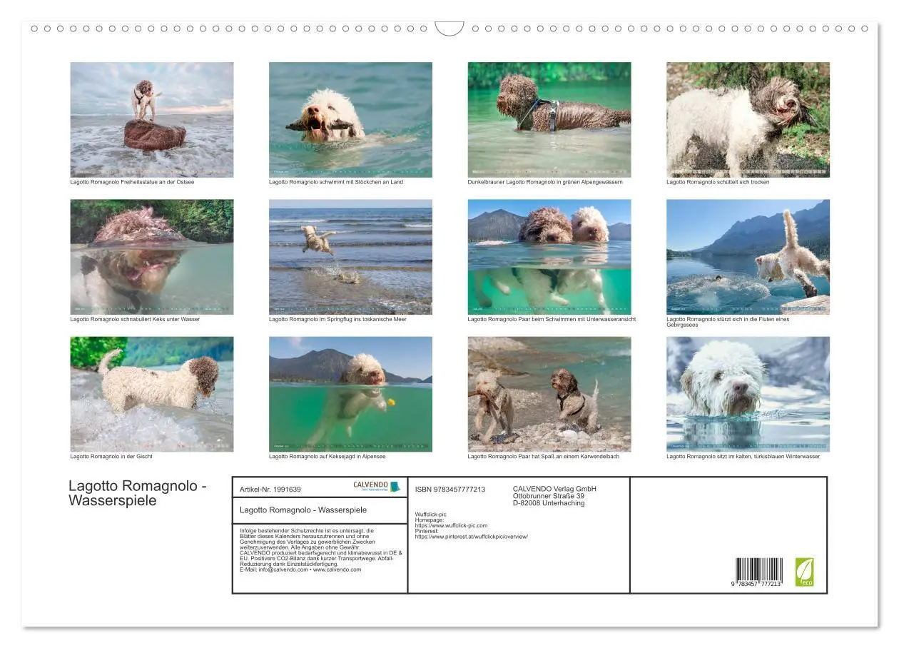 Bild: 9783457777213 | Lagotto Romagnolo - Wasserspiele (Wandkalender 2026 DIN A2 quer),...
